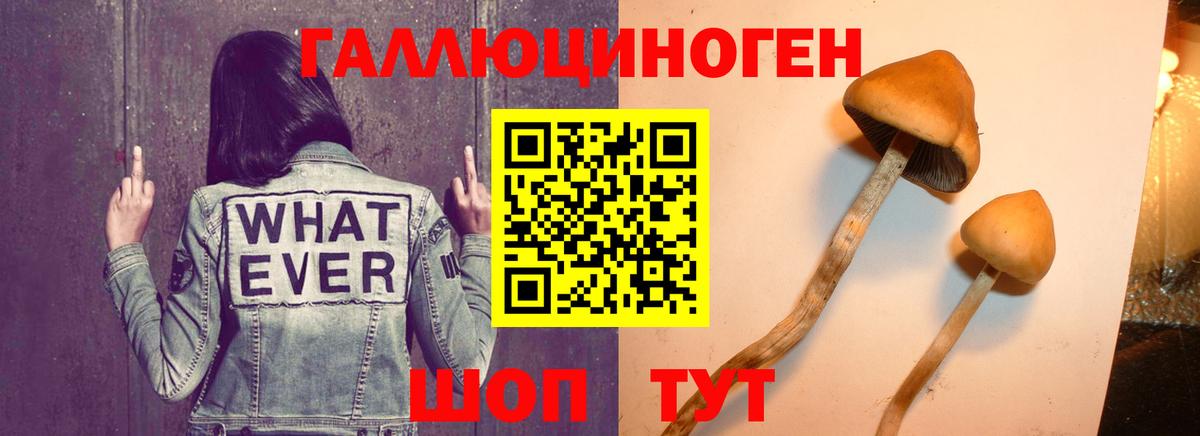 Галлюциногенные грибы Psilocybe Протвино